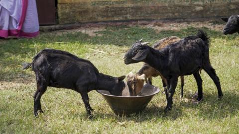 Goat Farming